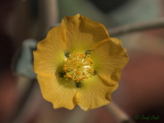 Abutilon leucopetalum