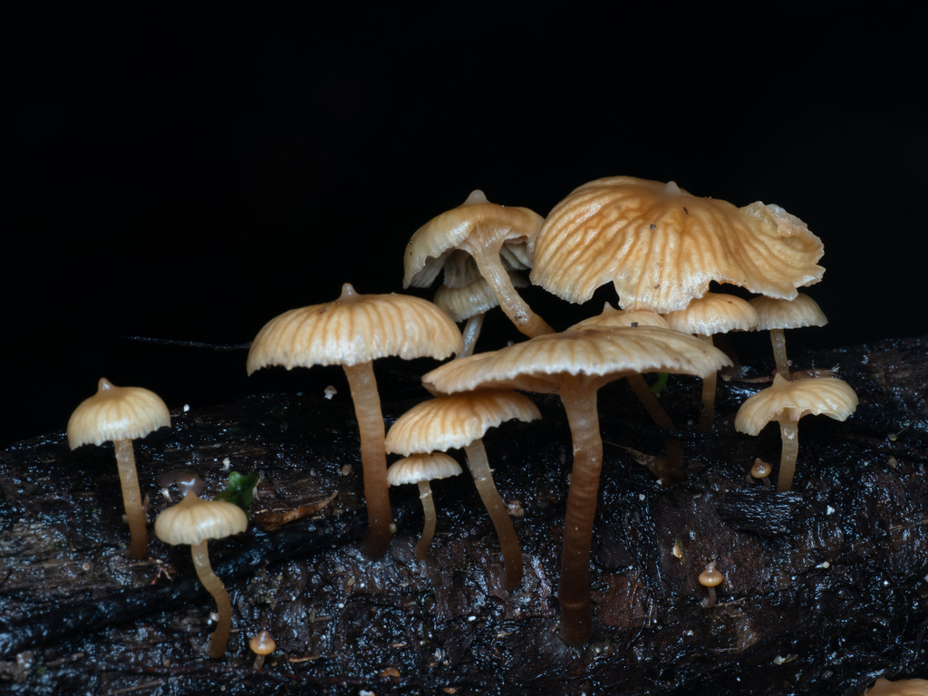 Galerina velutipes · November 2025 · photo: © alan_rockefeller (iNaturalist, cc-by-sa)