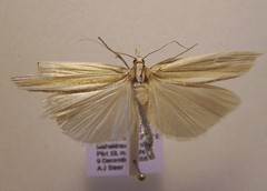 Orocrambus angustipennis