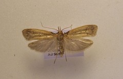 Glaphyrarcha euthrepta