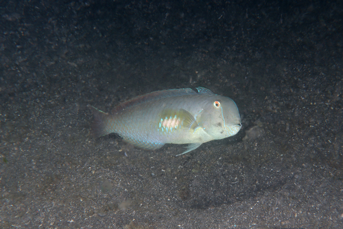 Iniistius melanopus observed 2025-11-08