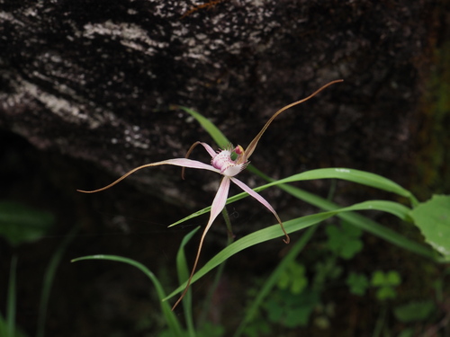 pink spider orchid (Caladenia harringtoniae)