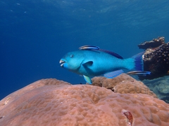 Chlorurus enneacanthus