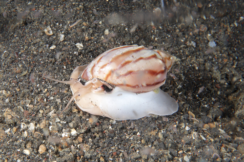 Casmaria ponderosa observed 2025-11-08