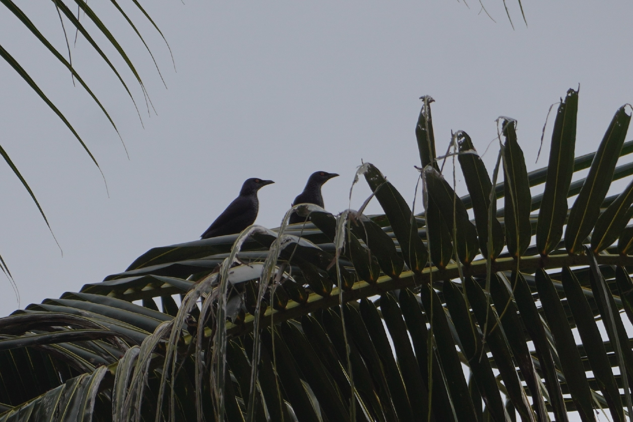 Singing Starling (Aplonis cantoroides), photo 8