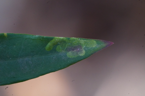 Unknown species found near Lynnhaven House, Virginia Beach, VA 23455, USA