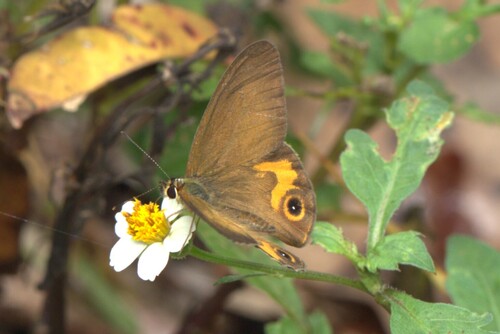 Brown Ringlet photo 4