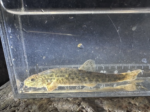 Dala stone loach (Triplophysa dalaica) — Nemacheilidae — 5