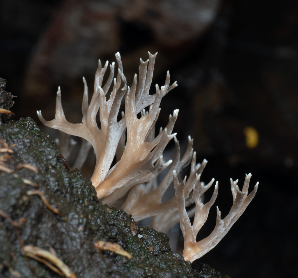 Trechispora termitophila