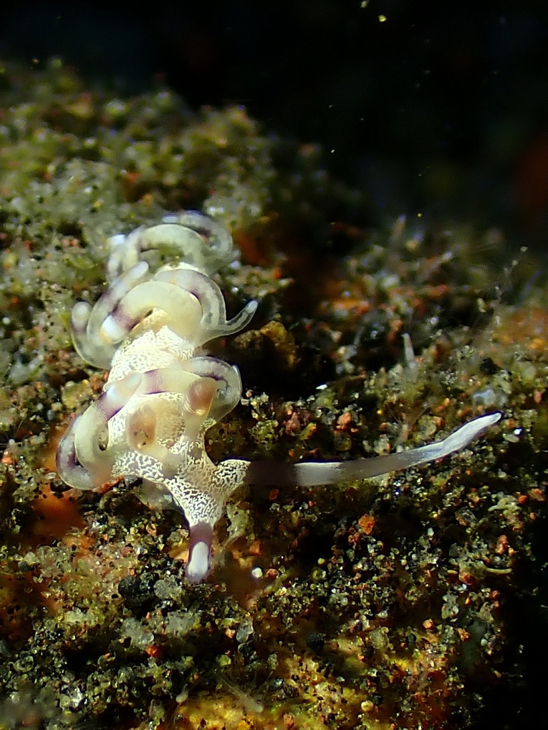 Purple-ringed Bluntnose
