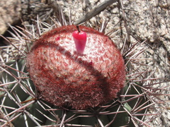 Melocactus bahiensis