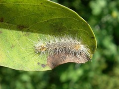 Halysidota tessellaris