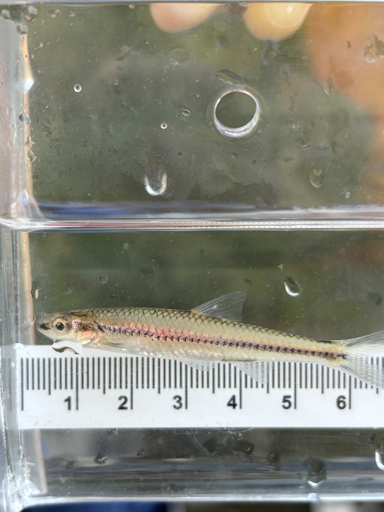 Palezone shiner (Notropis albizonatus) — Cyprinidae
