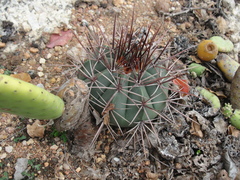 Melocactus bahiensis