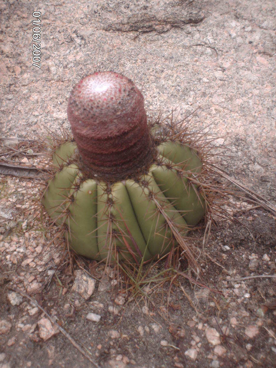 Melocactus ernestii