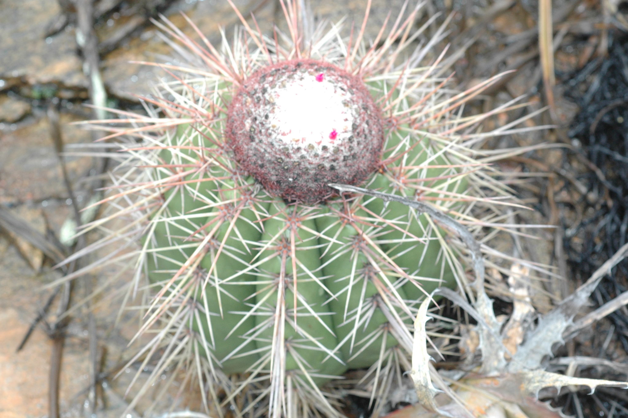 Melocactus ernestii