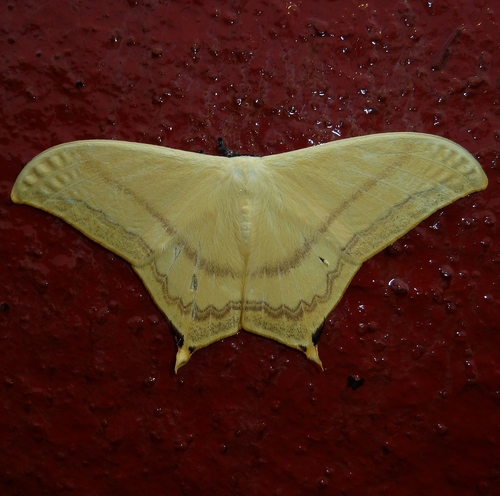 Therinia buckleyi