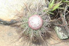 Melocactus ernestii