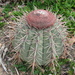 Melocactus bahiensis - Photo (c) Marcondes Oliveira,  זכויות יוצרים חלקיות (CC BY-NC), הועלה על ידי Marcondes Oliveira