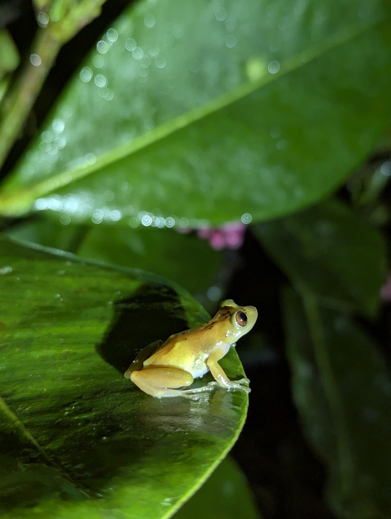 Jimenez's Robber Frog