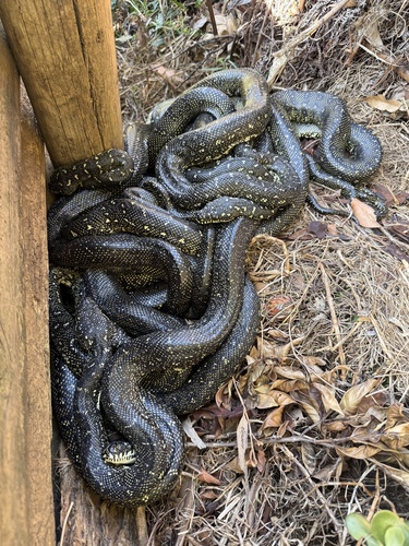 Diamond Python sighting