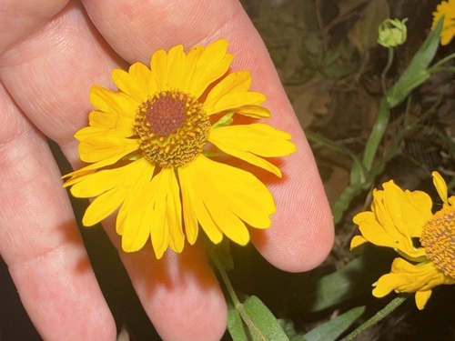 Southern Sneezeweed (Helenium flexuosum)