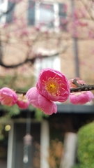 Prunus mume
