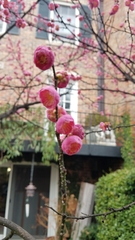 Prunus mume