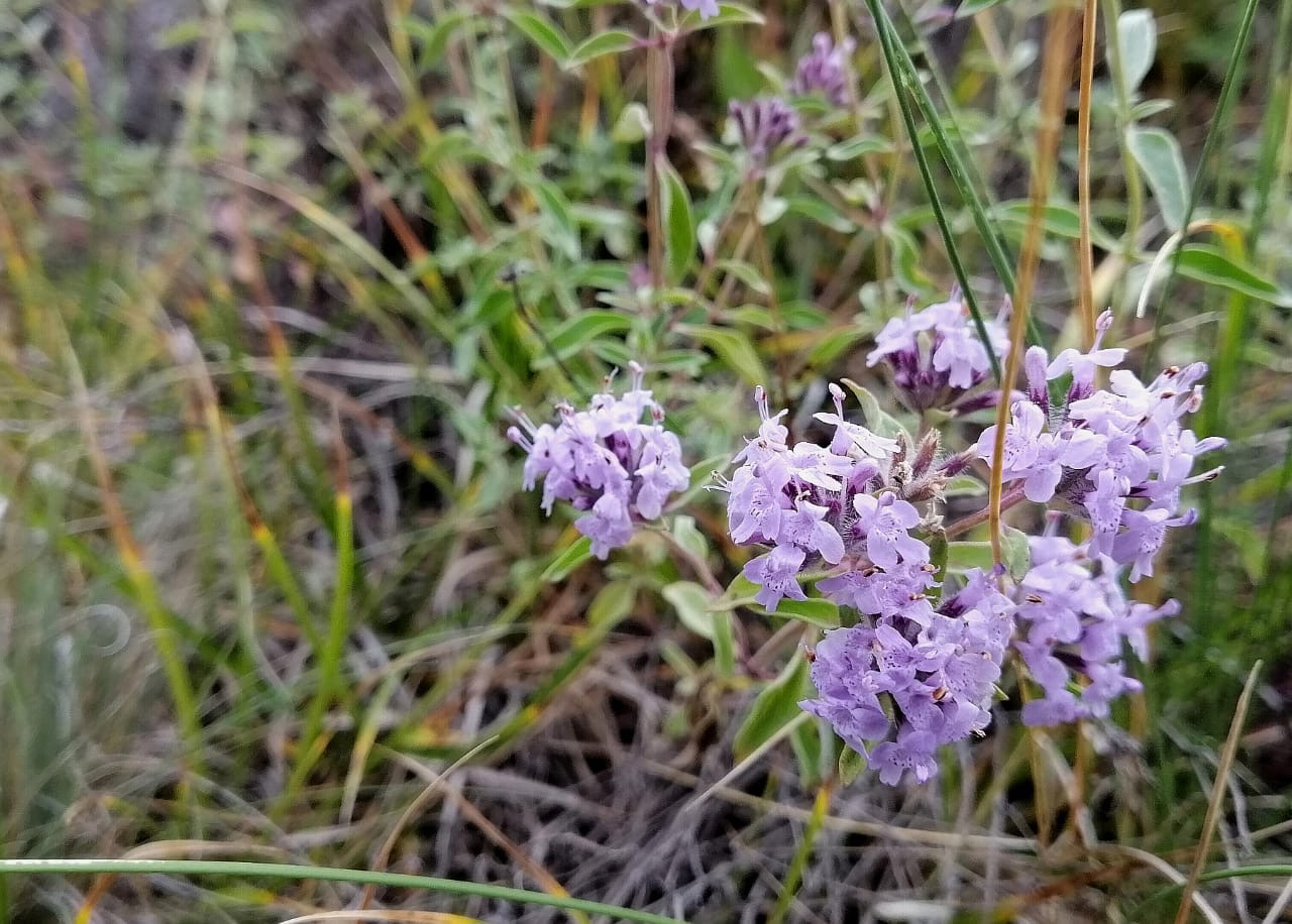 Kekik (Ziziphora clinopodioides)