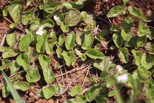 Round Koenana (Diclis rotundifolia)