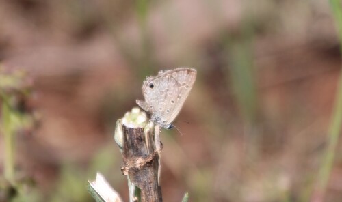 Sabie Smoky Blue