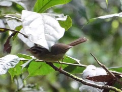 Basileuterus melanotis