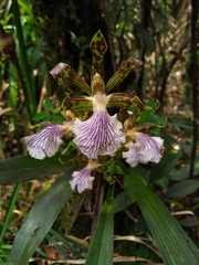 Zygopetalum