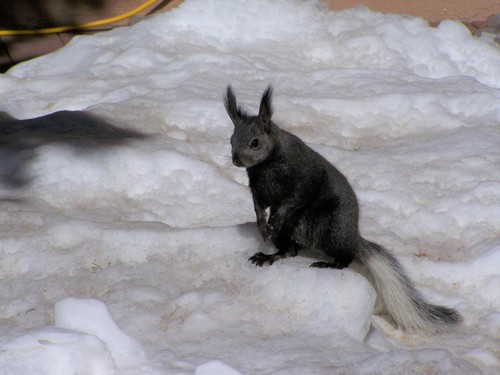 Abert's Squirrel (Sciurus aberti), a species recorded in Arizona