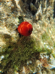 Actinia