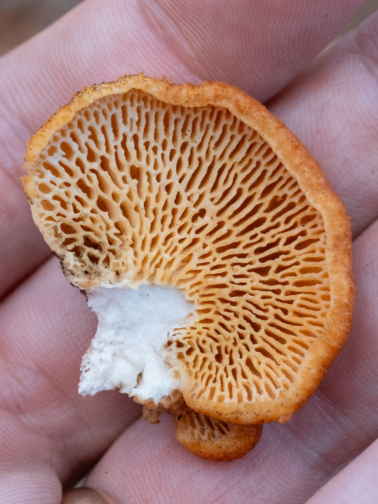 Neofavolus alveolaris · November 2025 · photo: © alex_abair (iNaturalist, cc-by)