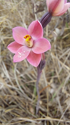 salmon sun-orchid (Thelymitra rubra)