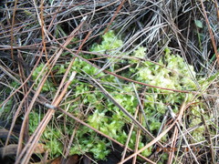 Sphagnum strictum