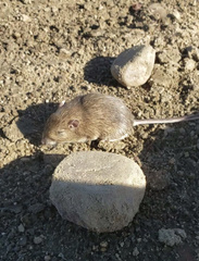Perognathus