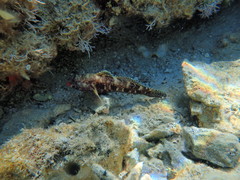 Gobius cruentatus