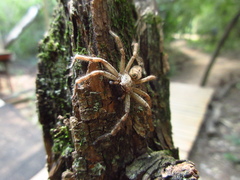 Polybetes rapidus