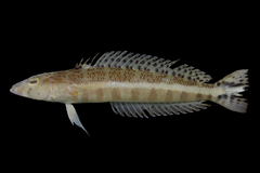 Peppered Grubfish photo 2