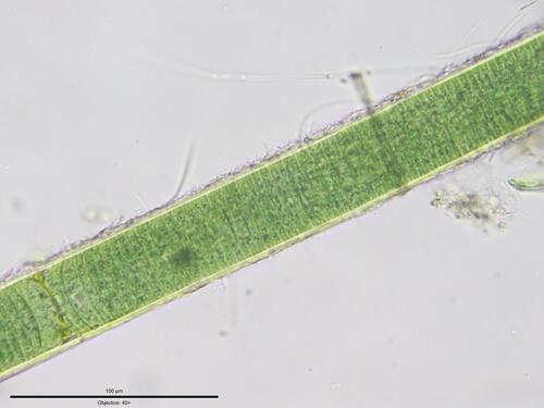 Plectonema observed 2025-11-22