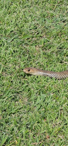 Eastern Brown Snake sighting
