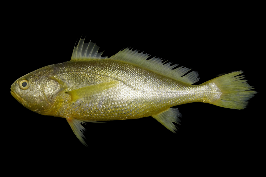 Terengganu Yellow Croaker