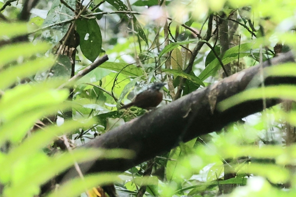 Spot-necked Babbler (Stachyris strialata)