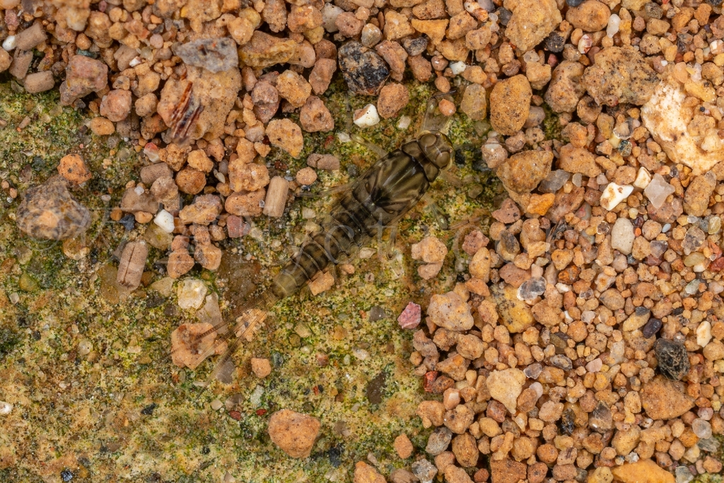 Baetis rutilocylindratus