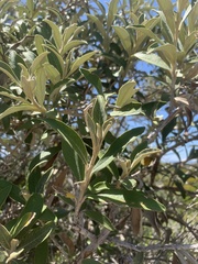 Camphor Bush (Tarchonanthus littoralis)
