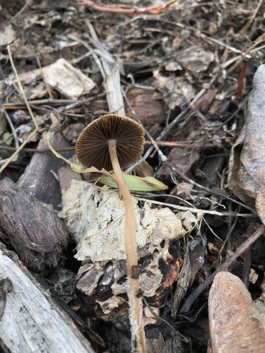 Psathyrella (Photo 2 of 5)