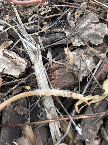 Psathyrella (Photo 3 of 5)
